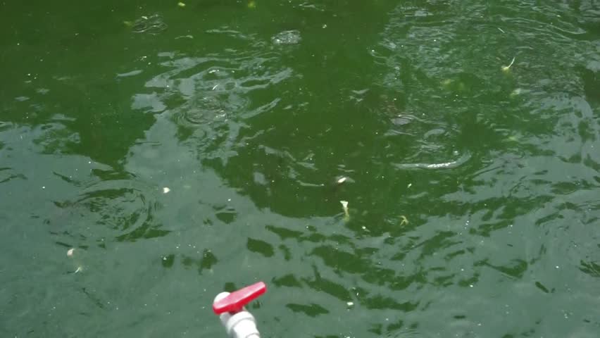 Catfish in small ponds in groups