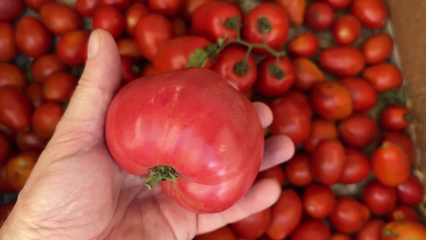 Showing of the big ripe ribbed pink tomato in hand above the box with other tomatoes
