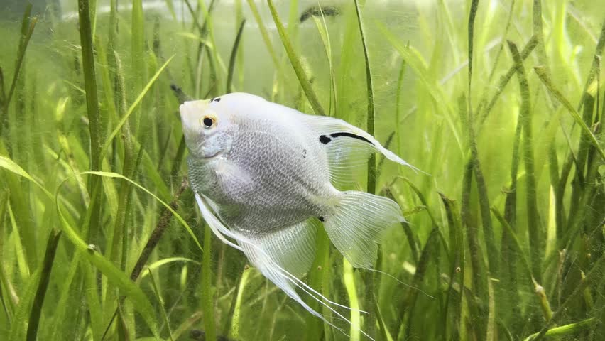 Silver angel fish gracefully swimming under water