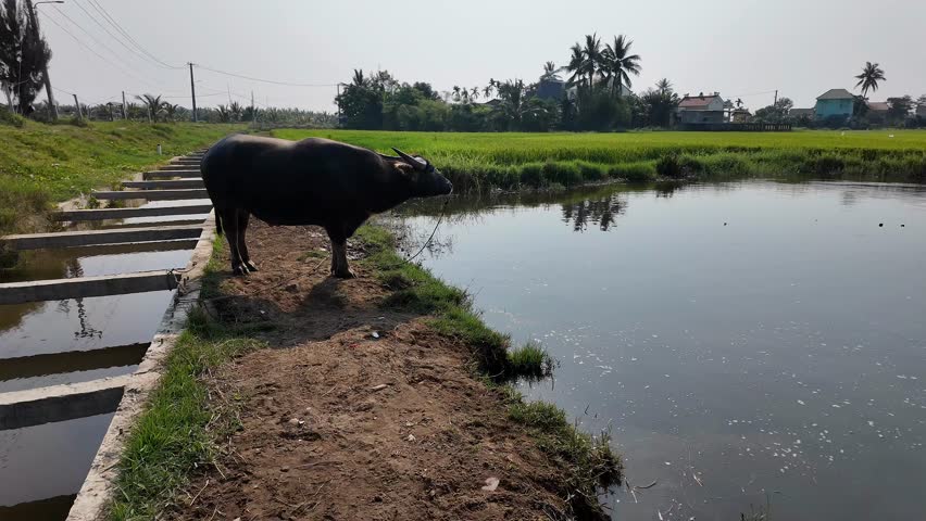 A buffalo stands by a tranquil pond in a lush rice field, evoking rural tranquility and harvest season