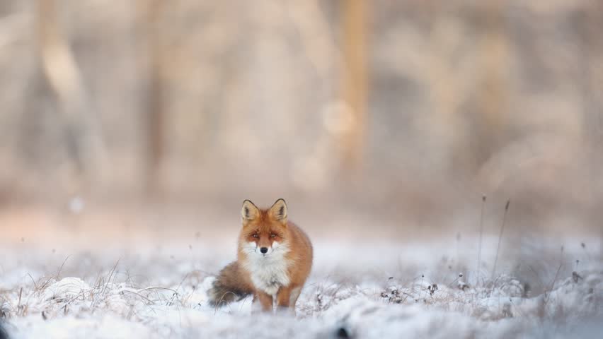 Mammals Fox Vulpes vulpes in winter scenery, Poland Europe, animal walking among winter snowy meadow