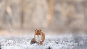 Mammals Fox Vulpes vulpes in winter scenery, Poland Europe, animal walking among winter snowy meadow - Powered by Shutterstock - Get 15% off with code: PIKWIZARD15