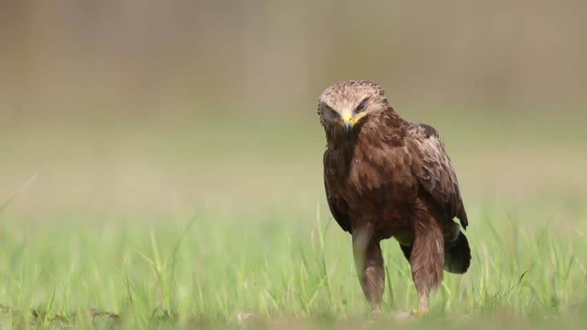 Birds of prey - Lesser Spotted Eagle Aquila pomarina bird on green meadow, hunting time, spring april Poland Europe
