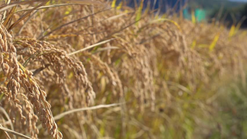 close-up of yellow rice in a South Korean rice field
