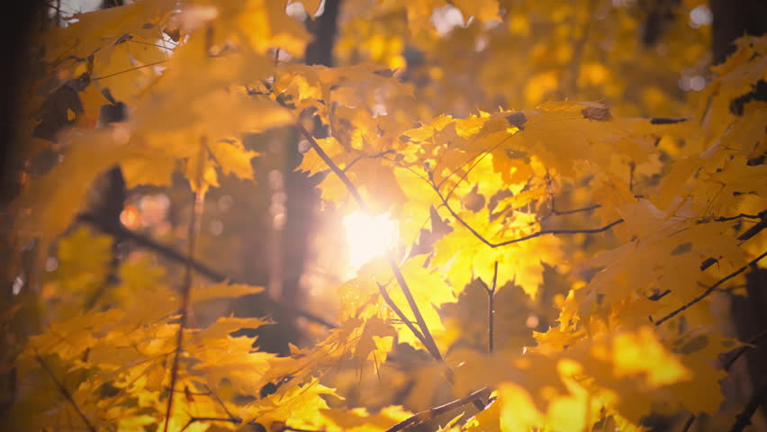 Golden sunlight streams through vibrant autumn leaves, casting a warm glow in a tranquil forest. The scene captures the beauty of nature during the transition of seasons