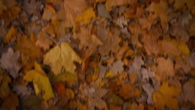 A lone foot steps on a carpet of vibrant autumn leaves, casting a warm glow as the sun sets in the countryside. The colorful leaves create a peaceful, natural backdrop - Powered by Shutterstock - Get 15% off with code: PIKWIZARD15