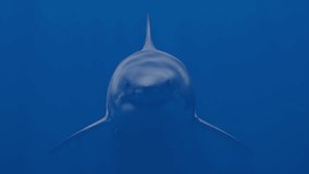 A very big great white shark is swimming toward the camera, striking fear in the viewer. 3D animation. - Powered by Shutterstock - Get 15% off with code: PIKWIZARD15
