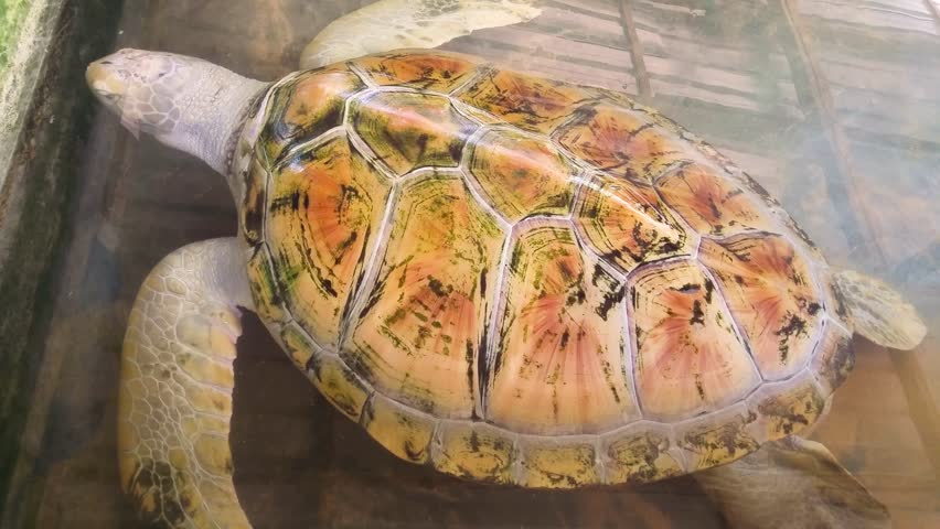 A large sea turtle is kept in a concrete pool