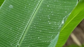 Banana leaf under tropical rain in Bali.
Water drops running down the leaf, sound of heavy rain falling, artistic close-ups of water drops. - Powered by Shutterstock - Get 15% off with code: PIKWIZARD15