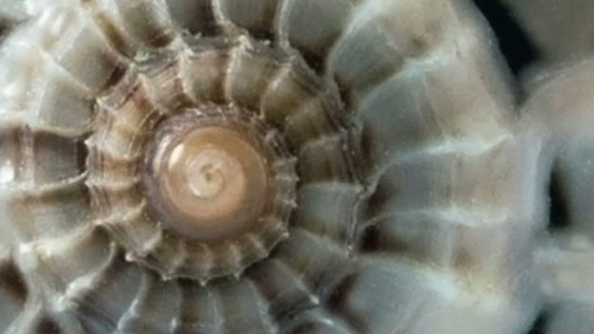 shell spiral golden mean Stock Footage Video (100% Royalty-free ...