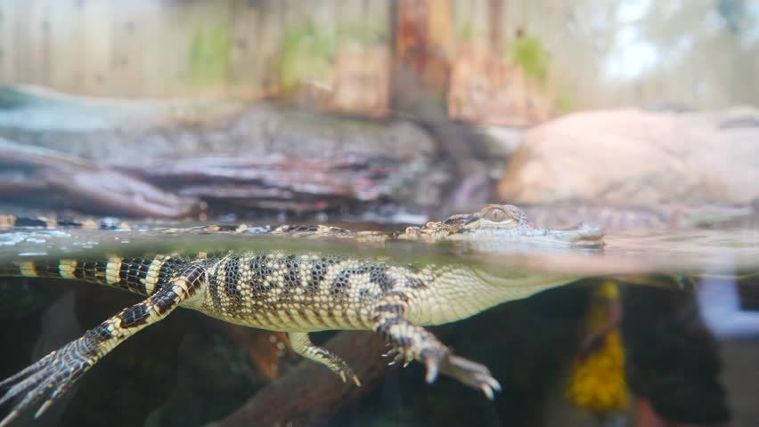 baby alligator rest in water