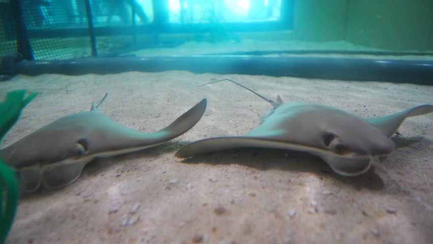 baby alligator swim in water