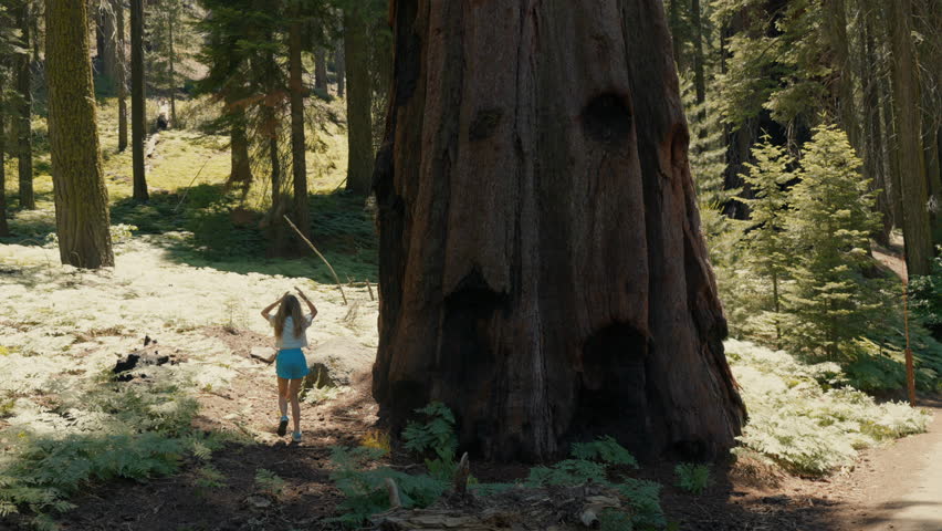 Giant redwood pines sequoia trees, Sequoia National Park, California, USA. The Sentinel Giant Sequoia tree in Sequoia National Park in the Sierra Nevada Mountains of California. Yosemite National Park