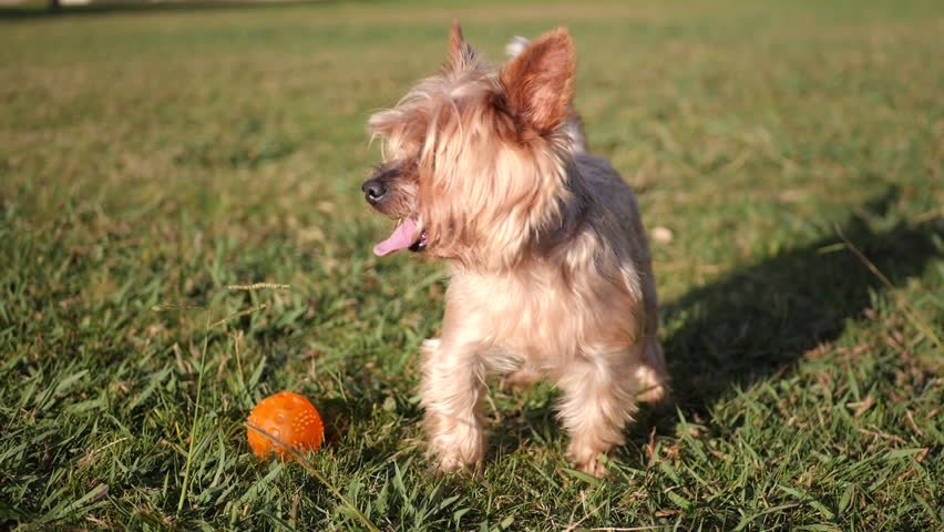 Happy, eager Yorkshire terrier dog, standing on the grass at the park next to his rubber ball, looking about. Slow motion.
