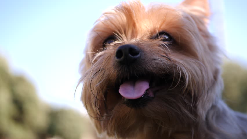 Happy Yorkshire Terrier dog panting after playing with his ball at the park. Close up of face from below. Slow motion.