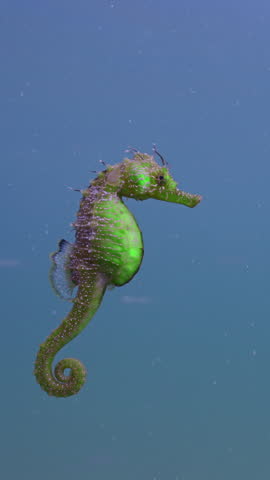 Vertical video, Close up of colorful, vivid yellow Sea-Horse swims in water column and looking at camera, Slow motion. Beautiful, light-green Seahorse (Hippocampus) swimming in the blue sea