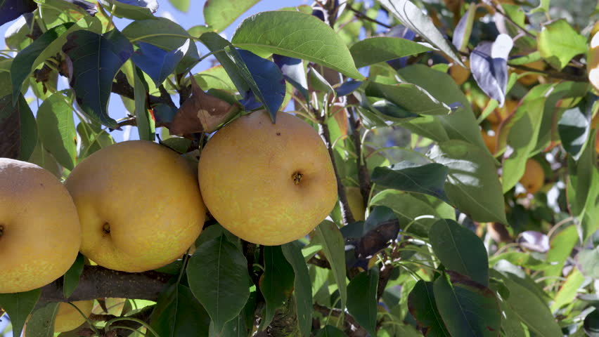 Asian pears hanging on tree in orchard