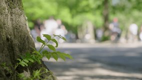 Cyclists ride through a lush park with trees and a lively atmosphere - Powered by Shutterstock - Get 15% off with code: PIKWIZARD15