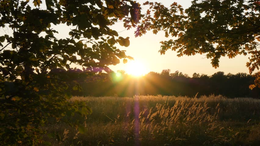 Tree branches sway against the background of the setting sun sparkling over the dark silhouette of the woods and the orange evening sky.