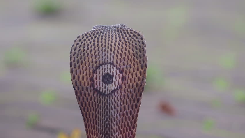 Cobra, deadly serpent living in nature