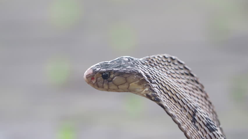 Cobra, deadly serpent living in nature