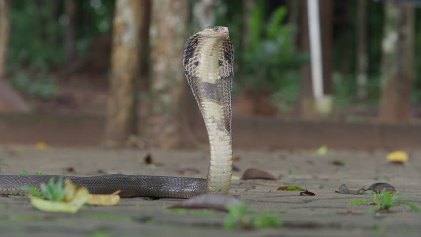 Cobra, deadly serpent living in nature
