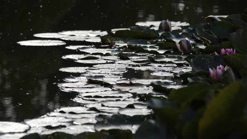 Lotus blooming in nightfall.
Video footage of a tranquil pond at night, with lotus flowers floating on the surface.