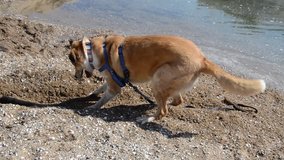 Golden Mixed Breed Dog Digging a Stick at the Lake Sand