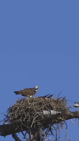 Osprey in Nest at Top of Power Line