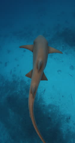 Nurse sharks swims underwater in transparent blue ocean. Vertical footage