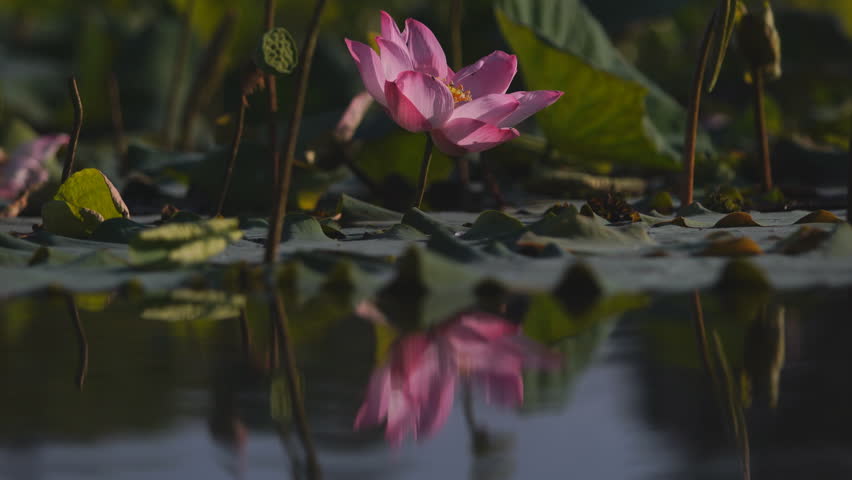 A beautiful pink lotus flower emerges from lush green leaves, casting a soft reflection on the calm water of a serene pond, creating a tranquil scene filled with natural beauty.