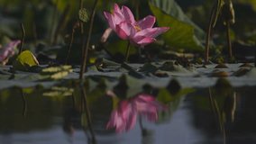 A beautiful pink lotus flower emerges from lush green leaves, casting a soft reflection on the calm water of a serene pond, creating a tranquil scene filled with natural beauty. - Powered by Shutterstock - Get 15% off with code: PIKWIZARD15
