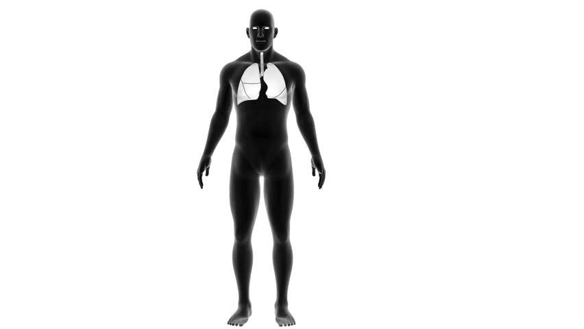 human lungs with circulatory system 3d animation