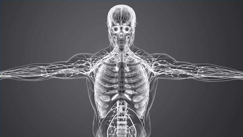 human lungs with circulatory system 3d animation