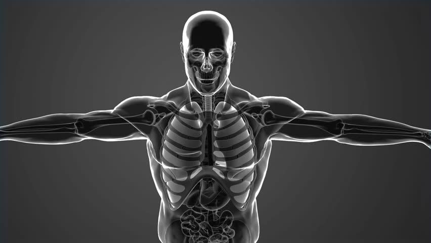 human lungs with circulatory system 3d animation