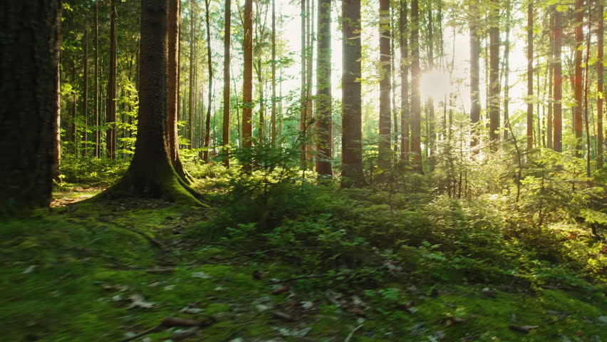 Lush vibrant forest scene with sunlight filtering through the dense canopy, creating a peaceful, serene atmosphere.