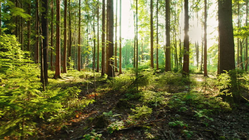 Lush vibrant forest scene with sunlight filtering through the dense canopy, creating a peaceful, serene atmosphere.