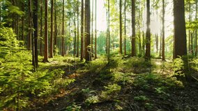 Lush vibrant forest scene with sunlight filtering through the dense canopy, creating a peaceful, serene atmosphere. - Powered by Shutterstock - Get 15% off with code: PIKWIZARD15