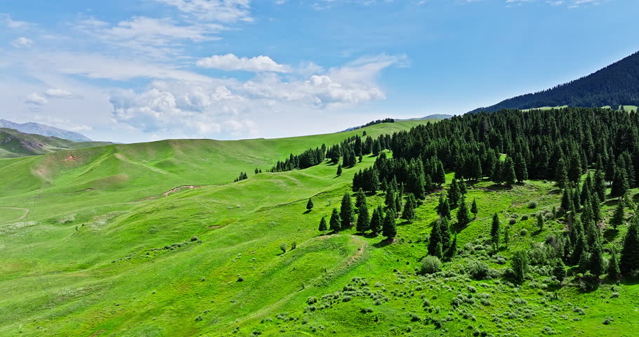 Green meadow and forest with mountain natural landscape in summer. Beautiful grassland pasture scenery in Xinjiang, China.