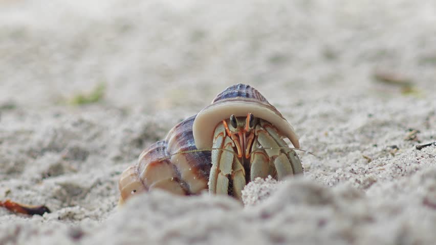 A hermit crab coming out its shell.

