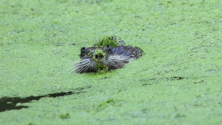 small muskrat feeding, muskrat between duckweed, muskrat in pond between duckweed, rodent in pond, Ondatra zibethicus