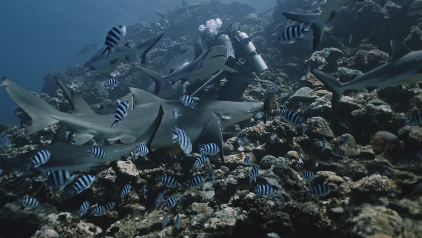 Shark diving safari tourism. Experienced diver instructor feeding sharks underwater on coral reef in ocean of Tonga. Divers feed school of sharks in underwater marine wildlife of Pacific Ocean.