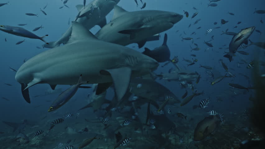 Shark diving safari tourism. Close-up gray bull sharks and colorful fish swimming, feeding underwater in ocean of Tonga. Divers feed school of sharks in underwater marine wildlife of Pacific Ocean.