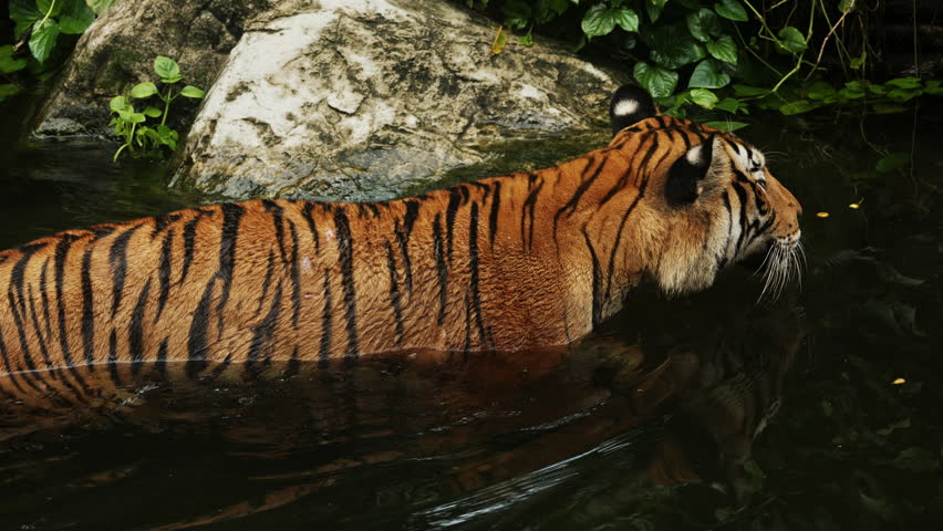 Tiger longshot walking in green river among trees. Tiger cooling himdelf. large young Siberian tiger (Panthera tigris altaica). Wild cat in natural habitat. Singapore zoo. Wildlife mammal animals