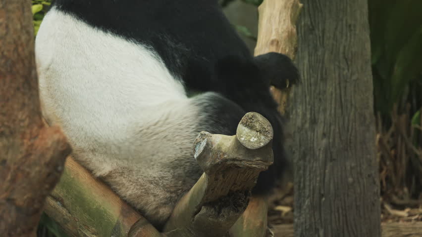 Epic shot of adorable black and white panda resting on tree in zoo. Closeup of a giant panda bear resting on rock. Wild animal in natural habitat. Singapore zoo. Wildlife mammal animals. Cute bear