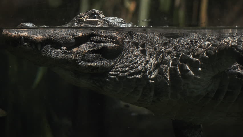 Closeup scary crocodile swimming in crystal clean water of african rover or Singapore oceanarium. Crocodile closeup jaws, scales body. Predator in natural habitat. WIldlife, african amphibious animal