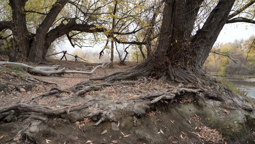 senior male cyclist riding a gravel bike along the Poudre River in Fort Collins, Colorado, fall scenery with fallen tree