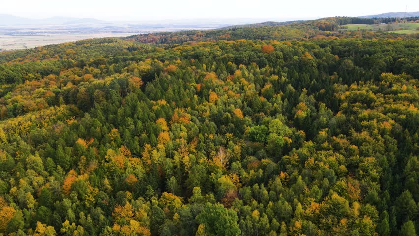 Autumn forest drone flight over mountain hill