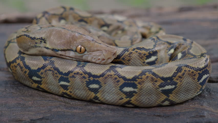 Pythons are reptiles that live in natural habitats.