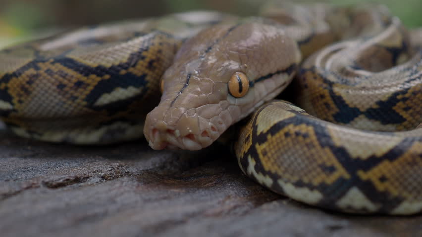 Pythons are reptiles that live in natural habitats.